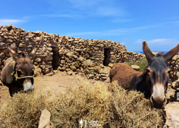 Donkeys, Anafi
