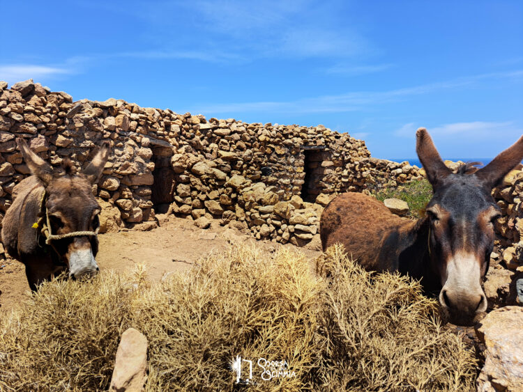 Donkeys, Anafi
