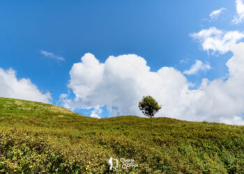Thung Bua Tong Sunflowers field- Thailand