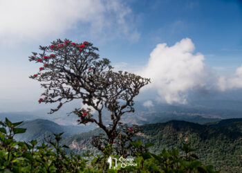 Doi Inthanon, Kew Mae Pan Trail -Thailand