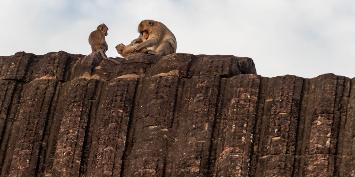 Monkeys on the roof of Angkor Wat temple