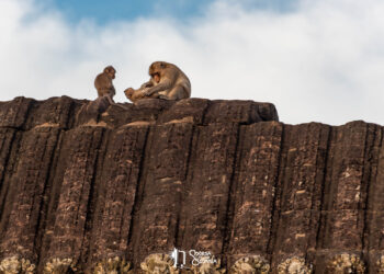 Monkeys on the roof of Angkor Wat temple