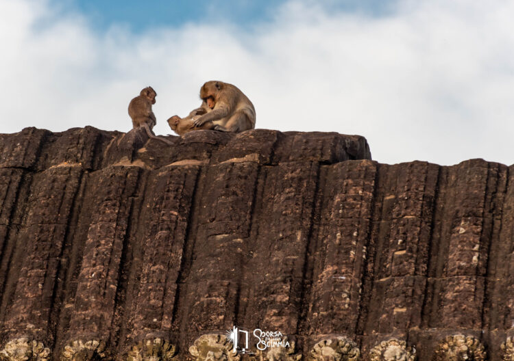 Monkeys on the roof of Angkor Wat temple